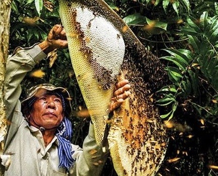 Beekeeping to get rich and respond to climate change in Mekong Delta - ảnh 1